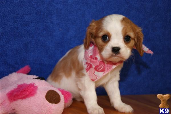 Cavalier King Charles Spaniel Puppies